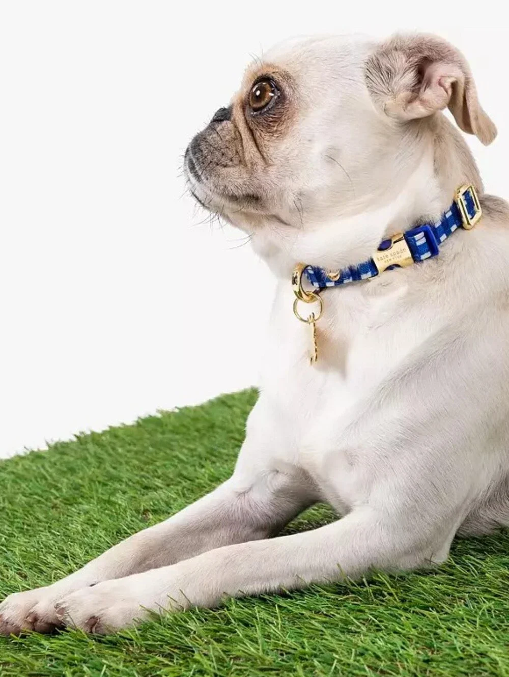 kate spade Navy Gingham Collar